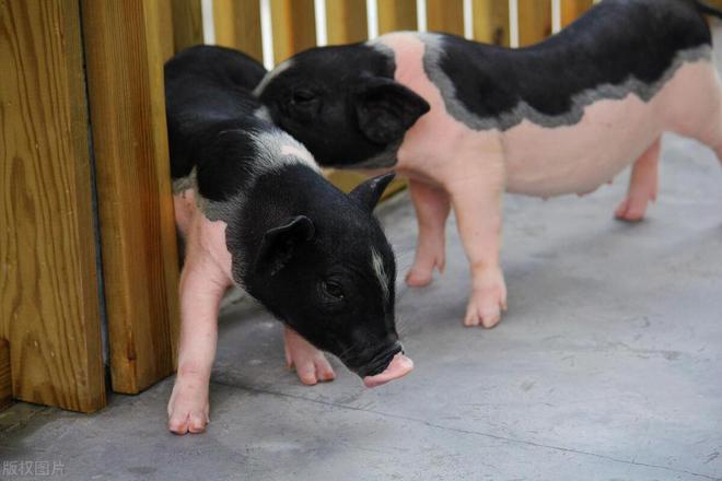 养猪还有门槛？这6类人最适合养猪看下自己是否适合凯发国际(图4)