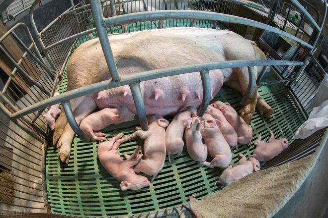 养猪还有门槛？这6类人最适合养猪看下自己是否适合凯发国际(图8)