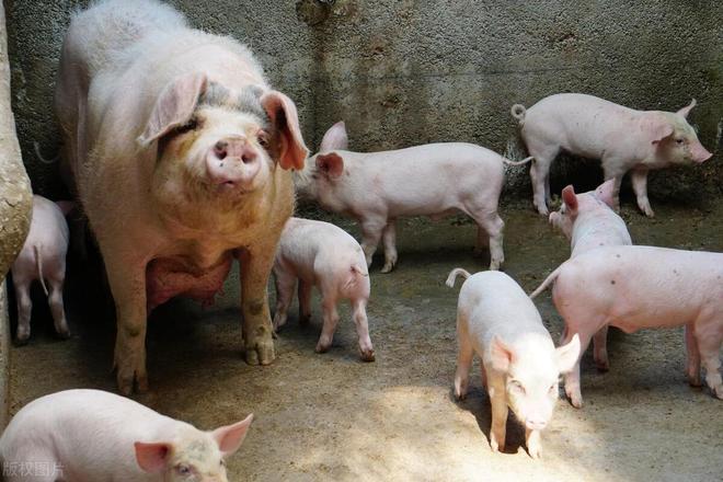 养猪还有门槛？这6类人最适合养猪看下自己是否适合凯发国际(图7)