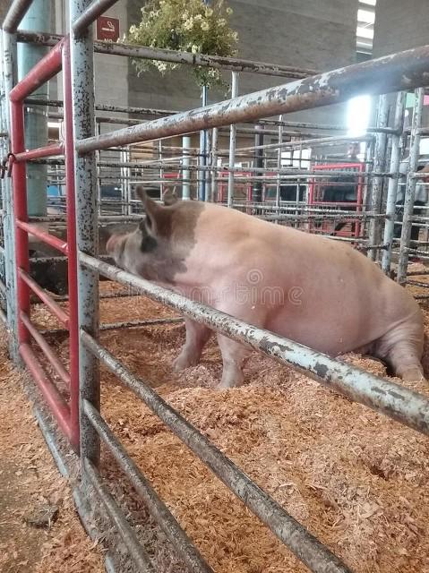 ag凯发各大养猪集团都在赔钱为啥还有那么多人养猪？我为啥要养？(图4)