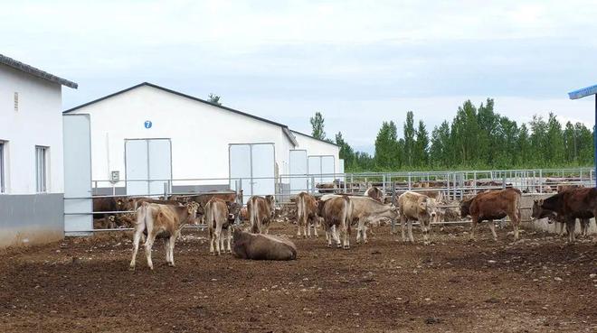 凯发旗舰厅【新思想引领新征程】发展壮大养殖合作社推动畜牧业高质量发展