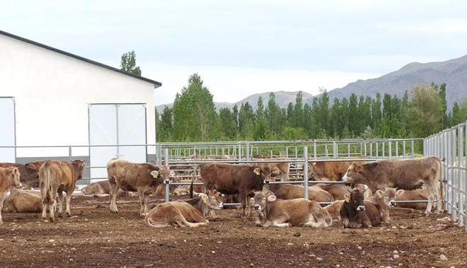 凯发旗舰厅【新思想引领新征程】发展壮大养殖合作社推动畜牧业高质量发展(图4)