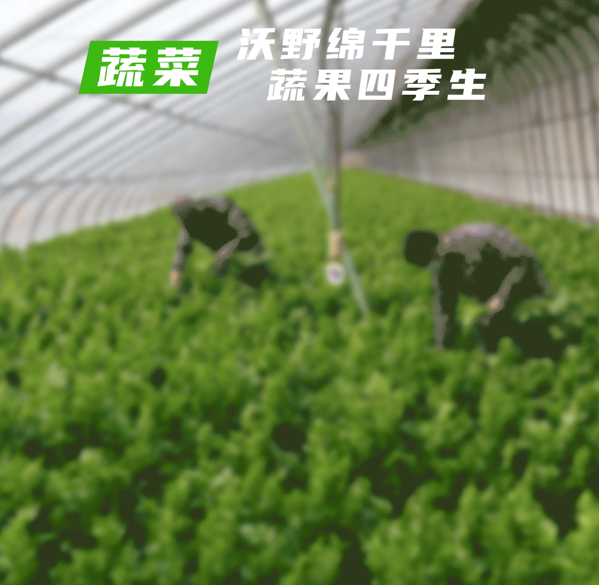 新华网辽宁频道