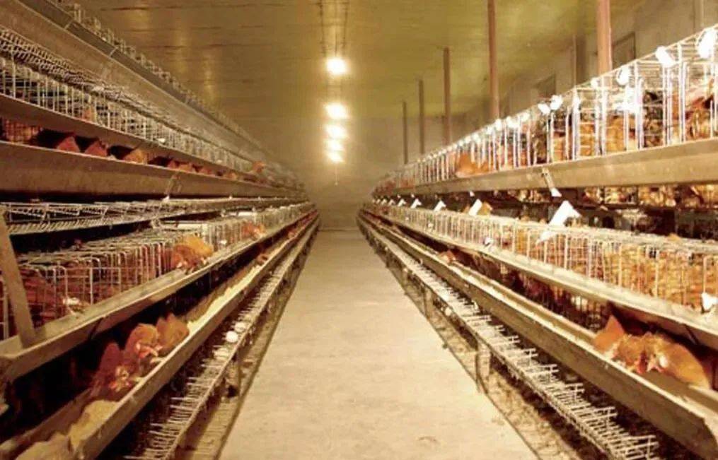 定了山东放大招推进畜牧业机械化！山东畜牧会特设机械展区及多个论坛！(图3)