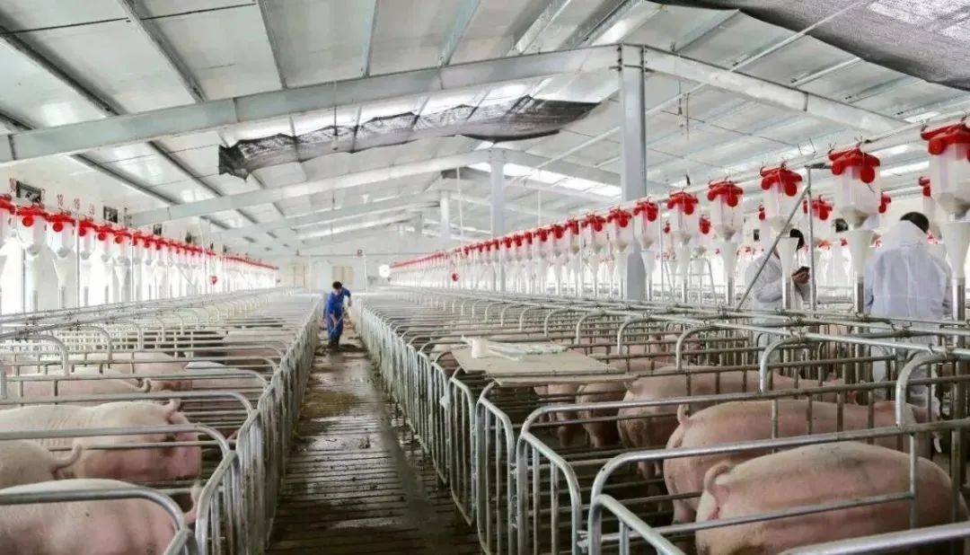 定了山东放大招推进畜牧业机械化！山东畜牧会特设机械展区及多个论坛！