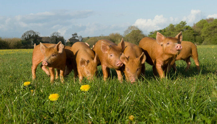 养猪场需凯发旗舰厅要的工具(图2)