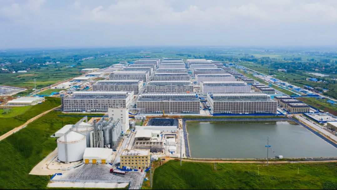 赋能乡村振兴上市公司在行动丨牧原股份：做好“养好每一头猪”的事业助力农民过上更好的ag凯发生活(图2)