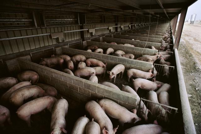 凯发旗舰厅养猪场降本增效的具体措施有哪些？养猪场降本增效的出路在哪里？(图2)