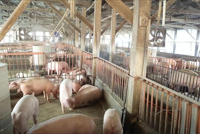 凯发旗舰厅养猪场降本增效的具体措施有哪些？养猪场降本增效的出路在哪里？(图3)