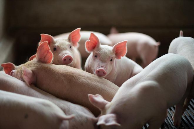 凯发旗舰厅养猪场降本增效的具体措施有哪些？养猪场降本增效的出路在哪里？(图4)