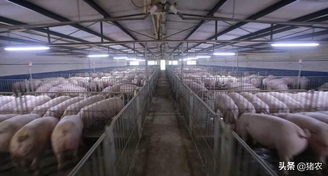 农业农村部最新消息：先进畜牧养殖机械装备购机补贴来了(图4)