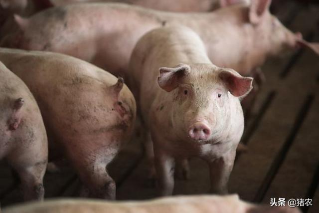 农业农村部最新消息：先进畜牧养殖机械装备购机补贴来了