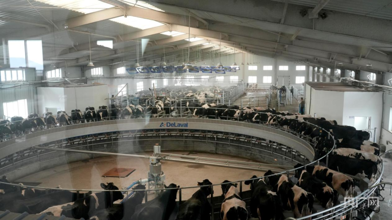 温宿县现代化奶牛养殖场引领未来农业浪潮(图3)