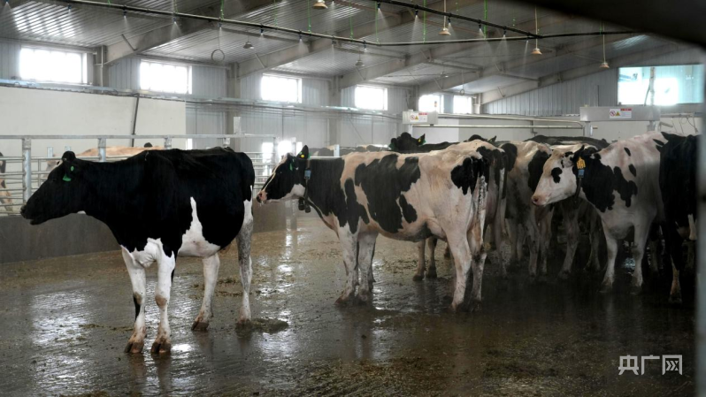温宿县现代化奶牛养殖场引领未来农业浪潮(图2)