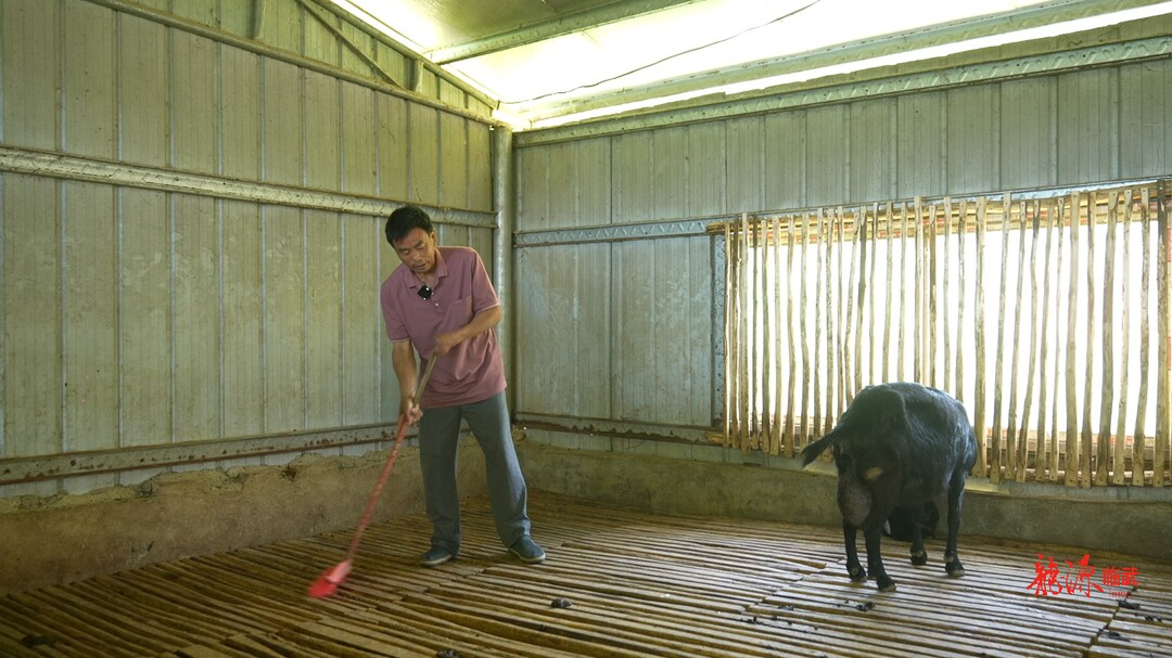全国助残日｜黄文平：残缺身体撑起养殖一片天(图2)
