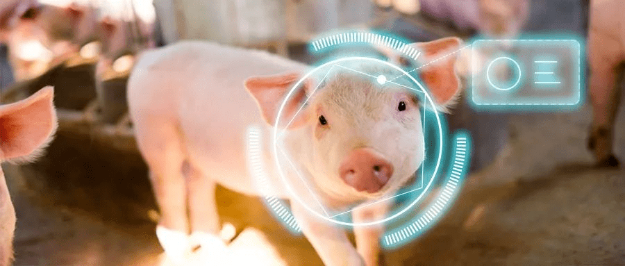 【坐标中国】智能化养猪未来可期——《中国生猪产业智能化装备与数字化管理系统