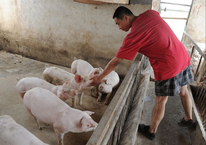 夏天怎么给猪防暑降温？猪舍夏季防暑降温措施养猪人要知道(图4)