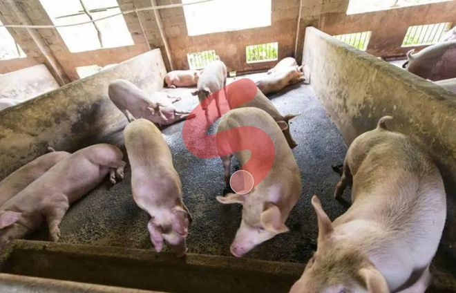 夏天怎么给猪防暑降温？猪舍夏季防暑降温措施养猪人要知道(图5)