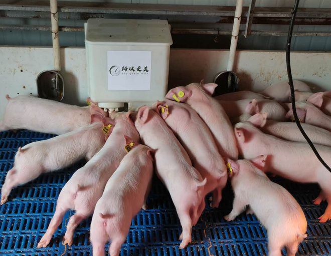 夏天怎么给猪防暑降温？猪舍夏季防暑降温措施养猪人要知道(图3)