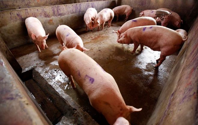 夏天怎么给猪防暑降温？猪舍夏季防暑降温措施养猪人要知道