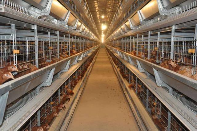 凯发国际郑州工业自动化展：河南畜牧机械企业发出请求急需厂商入局解惑(图3)