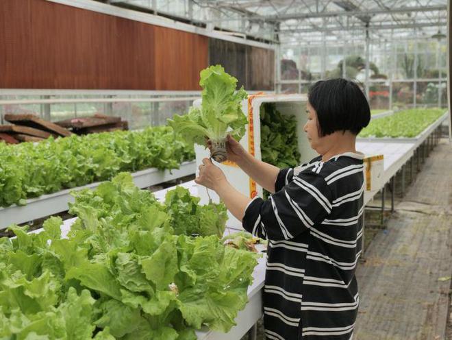 卢静：“农二代”让特色蔬菜产业更具“科技范凯发国际”(图2)