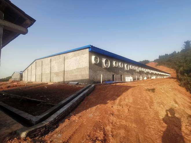 今年养猪有的赚小白适合进场吗？(图2)