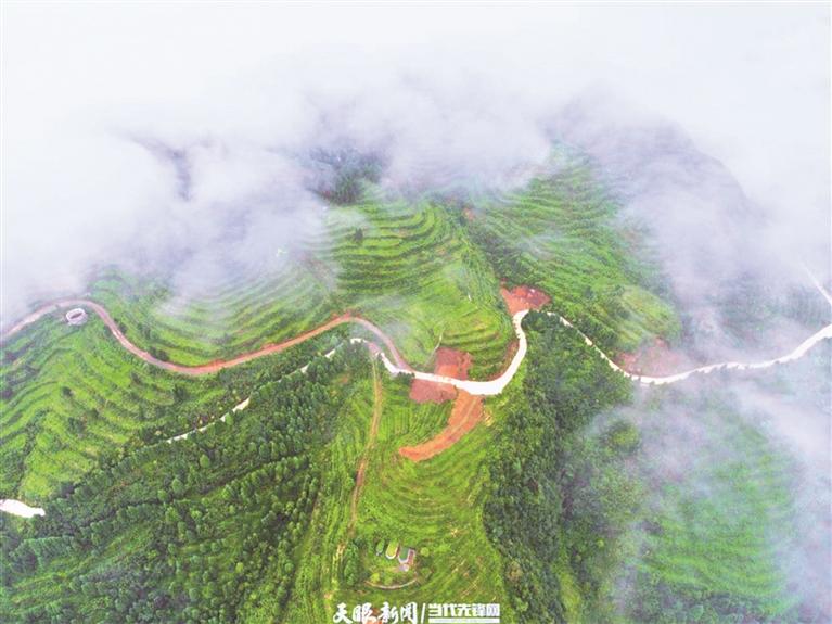 山下养猪山上种茶看国家级生态农场如何发展绿色循环产业(图2)