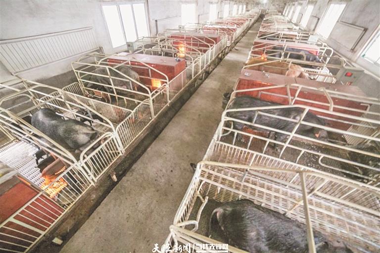 山下养猪山上种茶看国家级生态农场如何发展绿色循环产业