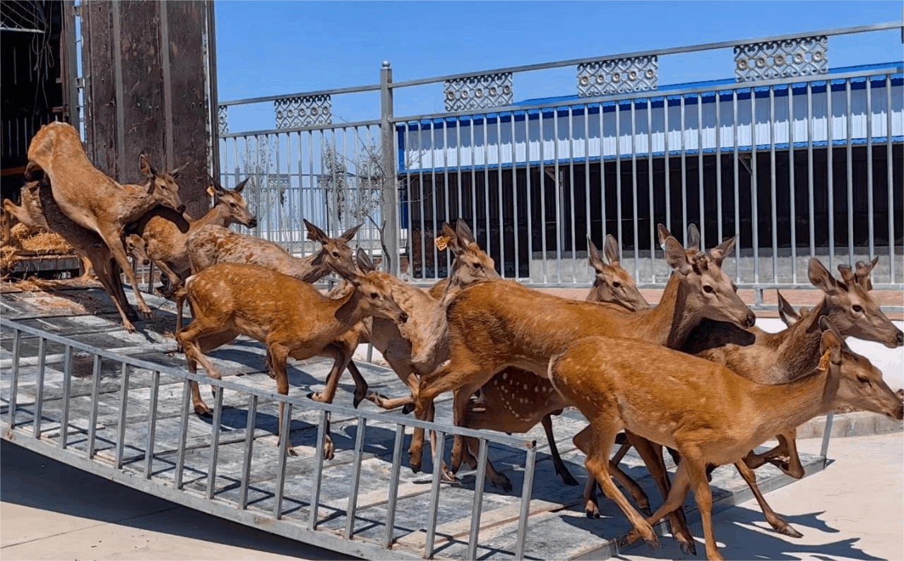 乡村振兴“新”面貌丨特色养殖拓宽致富新“鹿”ag凯发径