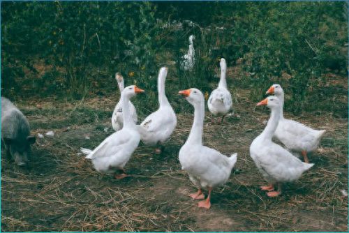 萤石网络推出智慧牧畜云集成方案助力行业信贷透明