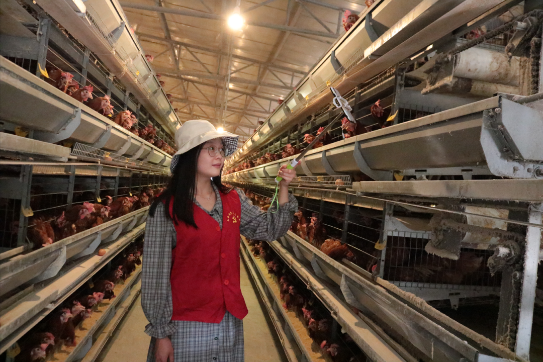 凯发旗舰厅在鸡蛋里找新质生产力他给出了答案(图2)