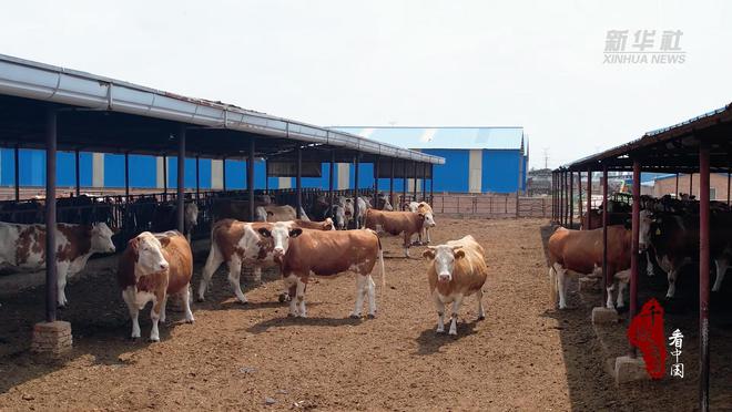 千城百县看中国丨河北文ag凯发安：推动养殖标准化助力畜牧产业提质增效(图2)