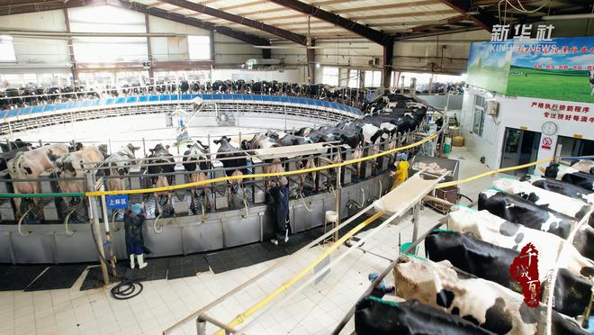 千城百县看中国丨河北文ag凯发安：推动养殖标准化助力畜牧产业提质增效