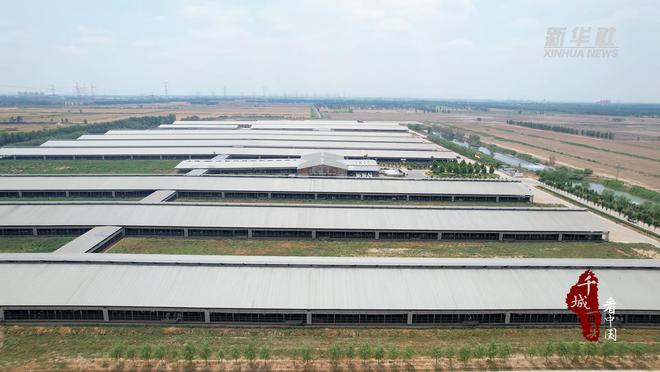 千城百县看中国丨河北文ag凯发安：推动养殖标准化助力畜牧产业提质增效(图4)