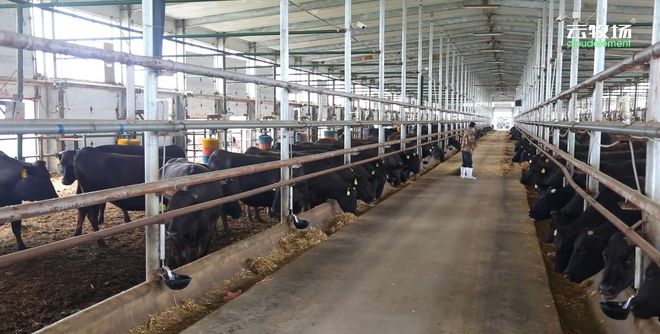 养得起、管得好、卖得出、赚得多！浪潮爱购云链“云牧场”平台引领畜牧业新质生产力