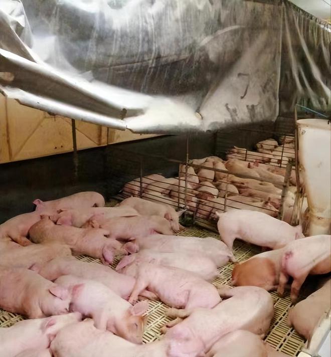 价格又暴涨每天打一针直至宰割网友：这科技狠货你敢吃吗？(图21)