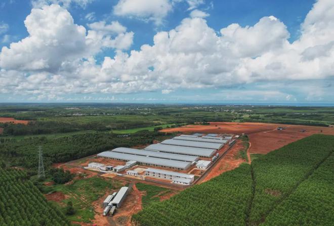 AI猪语识别丨养3万头猪只要5个人