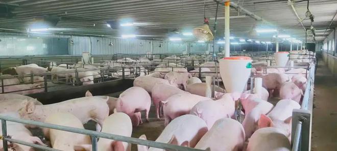 AI猪语识别丨养3万头猪只要5个人(图5)