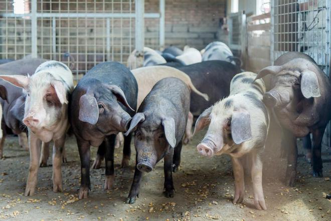 凯发旗舰厅猪价在涨为啥我不自己养猪？只因容易走错5个方向(图2)