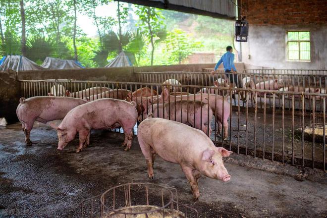 凯发旗舰厅猪价在涨为啥我不自己养猪？只因容易走错5个方向(图3)