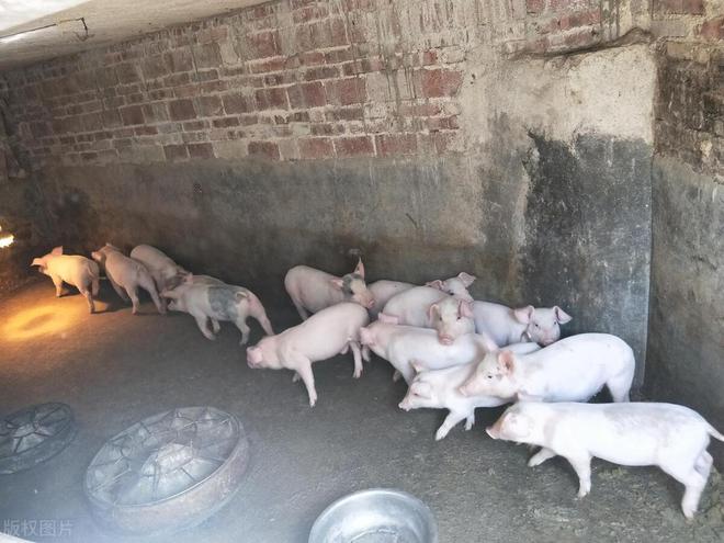 凯发旗舰厅猪价在涨为啥我不自己养猪？只因容易走错5个方向(图5)