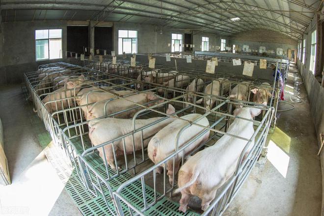 凯发旗舰厅猪价在涨为啥我不自己养猪？只因容易走错5个方向