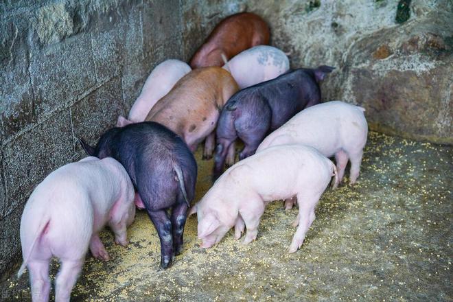 凯发旗舰厅猪价在涨为啥我不自己养猪？只因容易走错5个方向(图7)