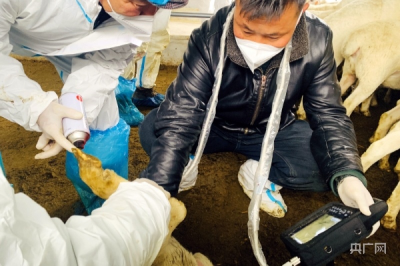 “羊妈妈”用上B超仪！乌苏畜牧养殖又添新科技