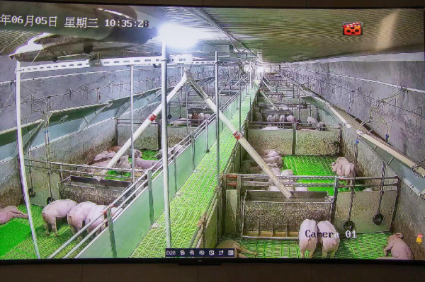 养猪还有高科技？瞧瞧有何不一样(图2)
