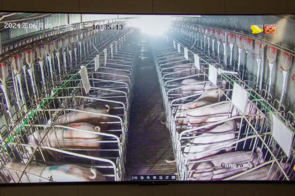 养猪还有高科技？瞧瞧有何不一样(图3)
