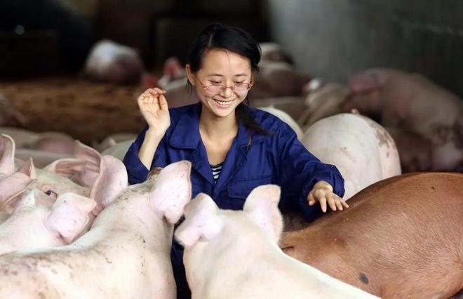 95后养猪人的困惑：进场好还是单干好？