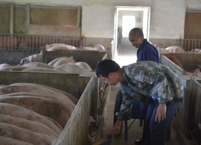 95后养猪人的困惑：进场好还是单干好？(图2)