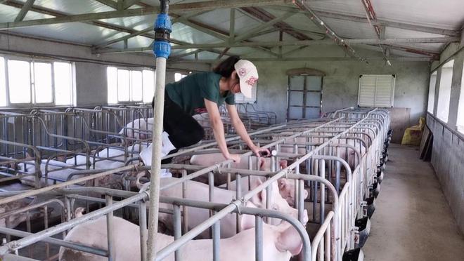 95后养猪人的困惑：进场好还是单干好？(图5)